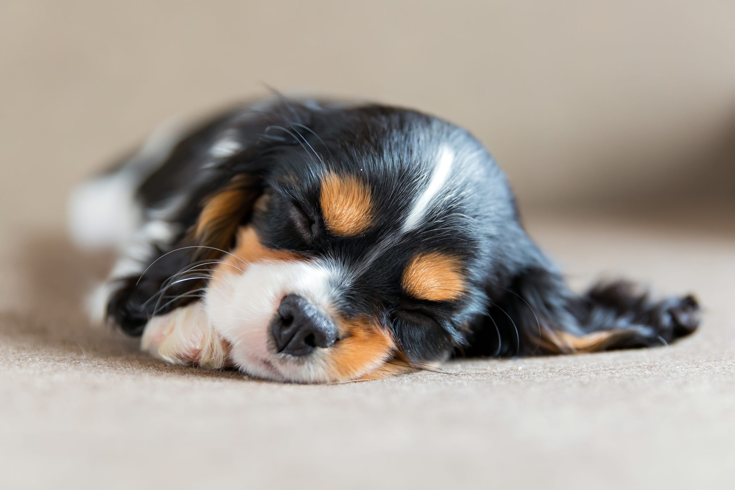 Primer caso de COVID-19 positivo en un cachorro que murió repentinamente