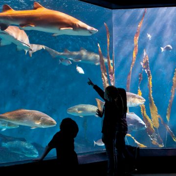 El acuario de CT busca buzos voluntarios para nadar con tiburones
