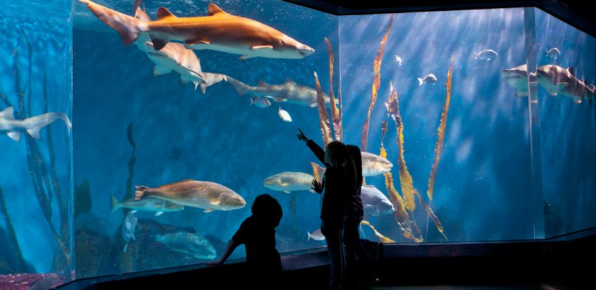 El acuario de CT busca buzos voluntarios para nadar con tiburones
